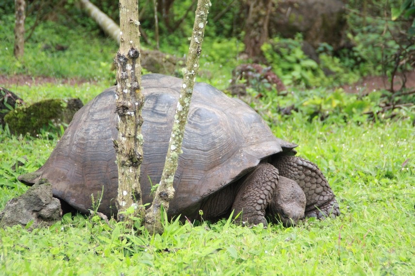 Ecuador Galapagos Reisebericht 2023 – HaJo & Beate Foto 40