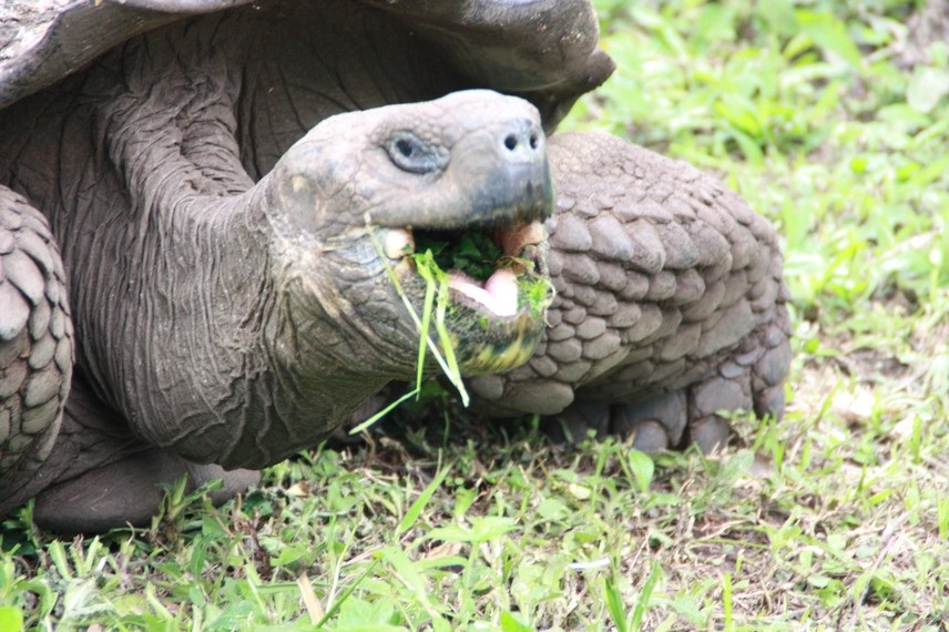 Ecuador Galapagos Reisebericht 2023 – HaJo & Beate Foto 41