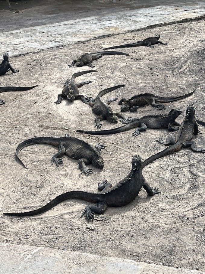 Ecuador Galapagos Reisebericht 2023 – HaJo & Beate Foto 44