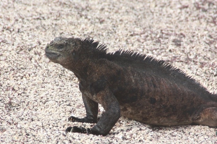 Ecuador Galapagos Reisebericht 2023 – HaJo & Beate Foto 45