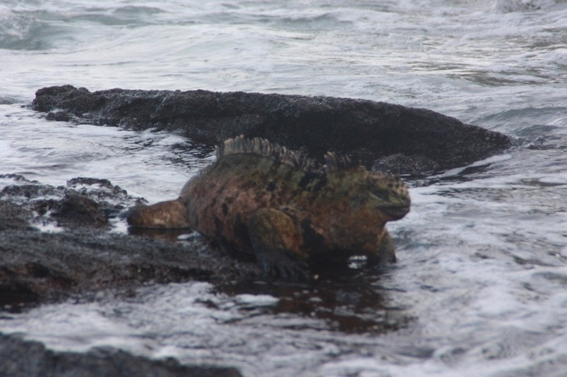 Ecuador Galapagos Reisebericht 2023 – HaJo & Beate Foto 46