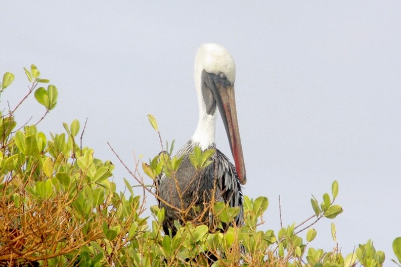Ecuador Galapagos Reisebericht 2023 – HaJo & Beate Foto 47