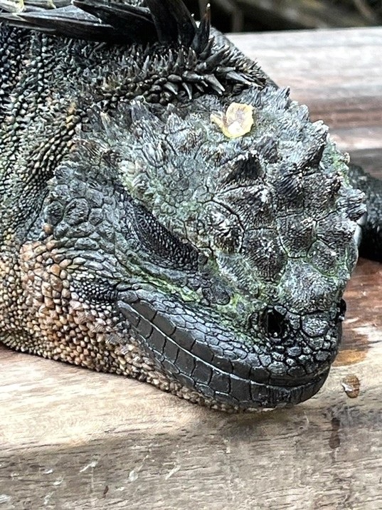 Ecuador Galapagos Reisebericht 2023 – HaJo & Beate Foto 49