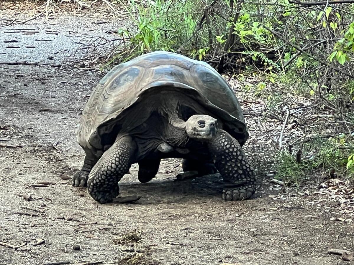 Galapagos Reisebericht 2024 – Andreas aus Stuttgart Foto 3