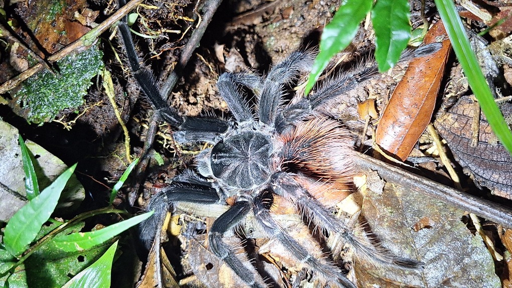 Cuyabeno Spinne