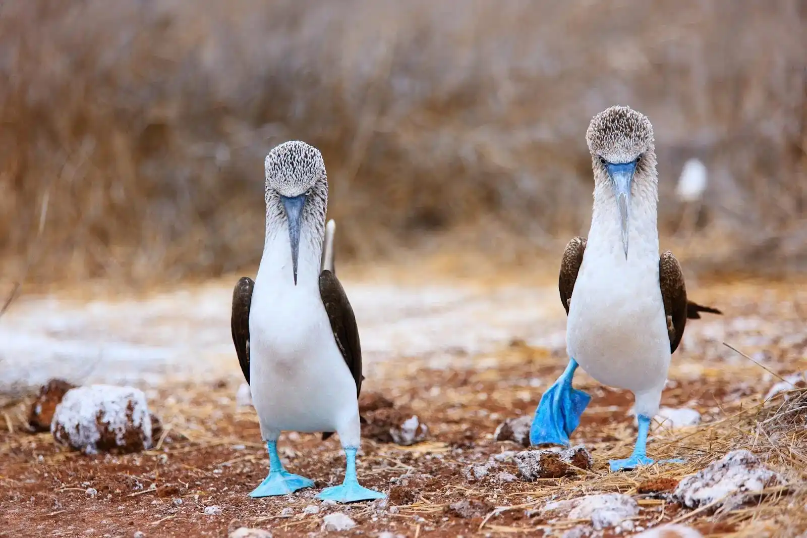 Blaufußtölpel auf Galápagos
