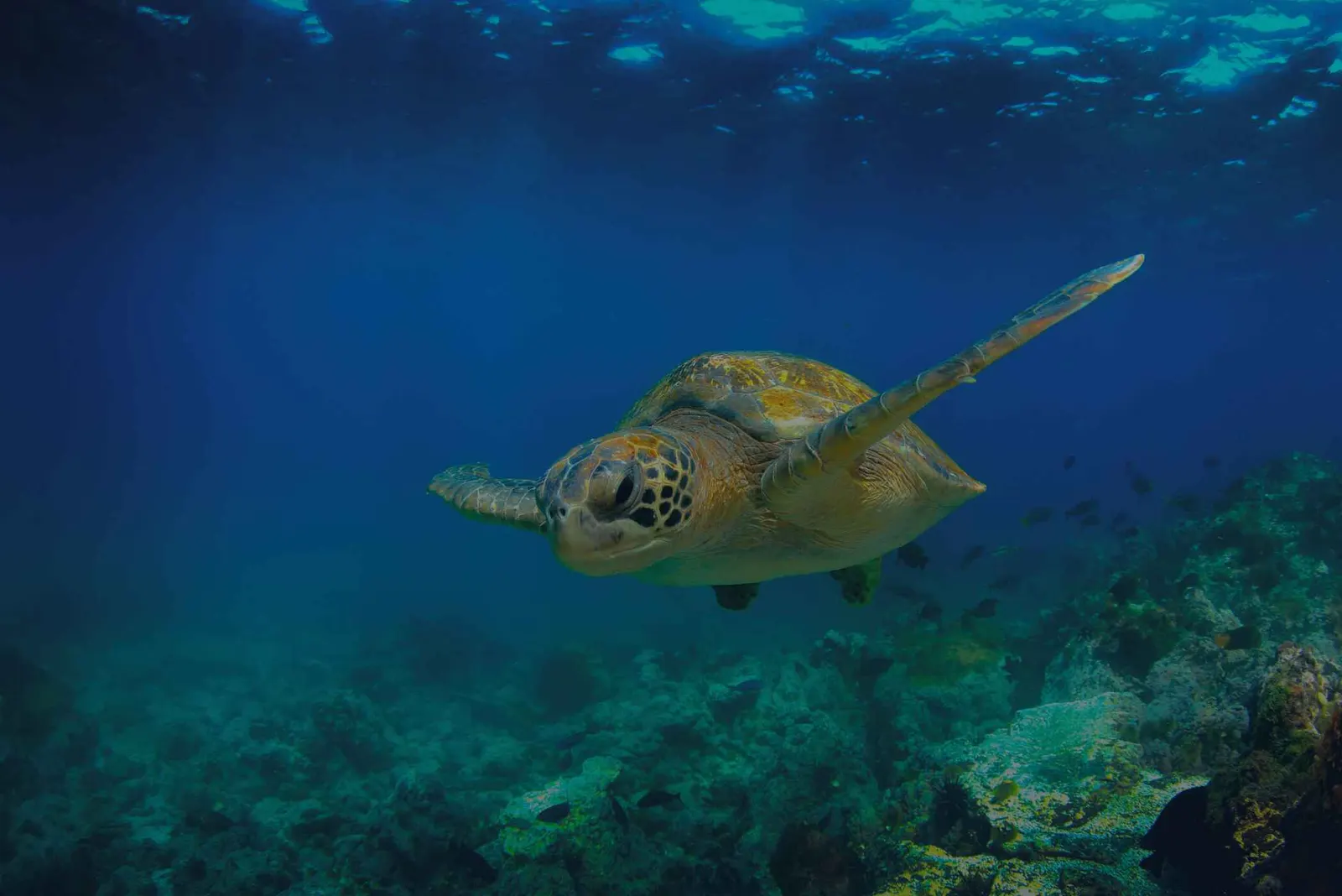 Meeresschildkröte unter Wasser vor den Galápagos-Inseln