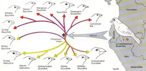 Evolution der Vogelarten in Ecuador Darwin-Infografik