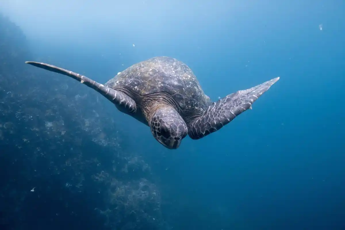 Isla Floreana Drehscheibe schwimmend unter Wasser